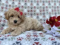 Winnie, a female Poochon for sale in Lakeland, FL – Photo 7 of 9
