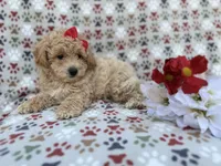 Winnie, a female Poochon for sale in Lakeland, FL – Photo 4 of 9