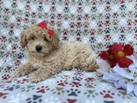 Winnie, a female Poochon for sale in Lakeland, FL – Photo 1 of 9