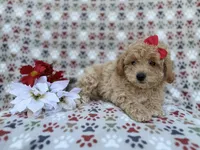 Winnie, a female Poochon for sale in Lakeland, FL – Photo 8 of 9