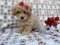 Winnie, a female Poochon for sale in Lakeland, FL – Photo 3 of 9