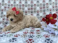 Winnie, a female Poochon for sale in Lakeland, FL – Photo 5 of 9