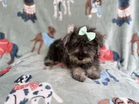 Piper, a female Miniature Schnauzer for sale in Lakeland, FL – 8 of 9