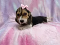 Piglet , a female Beagle for sale in Lakeland, FL – 4 of 7
