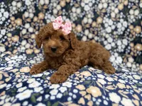 Rain, a female Cockapoo for sale in Lakeland, FL – 6 of 8