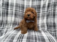 Doodle, a male Cavapoo for sale in Lakeland, FL – 5 of 8