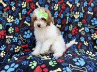 Candy, a female Poodle - Miniature  for sale in Lakeland, FL – 1 of 7