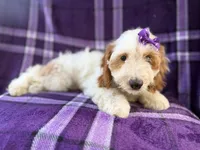 Tara, a female Cockapoo for sale in Lakeland, FL – 2 of 10