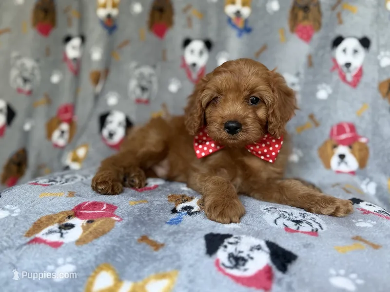 Meeko – Cavapoo puppy for sale in Lakeland, FL