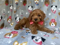Meeko, a male Cavapoo for sale in Lakeland, FL – 1 of 8