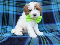 Dexter, a male Cavapoo and Poodle - Miniature  for sale in Lakeland, FL – 6 of 9