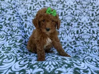 Ava, a female Cavapoo and Poodle - Miniature  for sale in Lakeland, FL – Photo 8 of 8