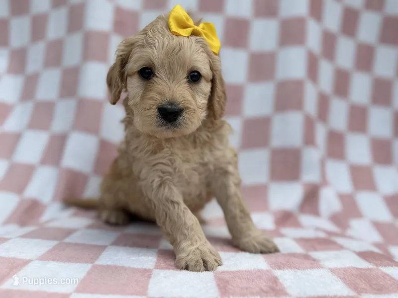 Betty – Goldendoodle, Golden Retriever puppy for sale in Lakeland, FL