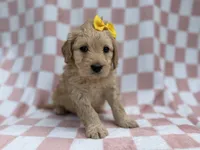 Betty, a female Goldendoodle and Golden Retriever for sale in Lakeland, FL – Photo 3 of 8