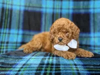 Cody, a male Cavapoo and Poodle - Miniature  for sale in Lakeland, FL – 1 of 9