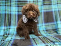 Bentley, a male Shihpoo and Poodle - Miniature  for sale in Lakeland, FL – 10 of 10