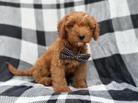 Benny, a male Cavapoo for sale in Lakeland, FL – 3 of 9
