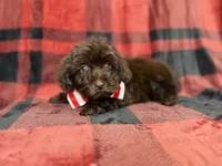 Bryant, a male Shihpoo and Poodle - Miniature  for sale in Lakeland, FL – 7 of 9
