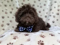 Amos, a male Shihpoo for sale in Lakeland, FL – 8 of 10