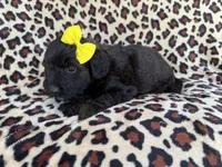 Dixie, a female Poodle - Miniature  and Miniature Aussiedoodle for sale in Lakeland, FL – 5 of 6