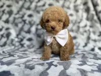 Freddy, a male Cockapoo and Poodle - Miniature  for sale in Lakeland, FL – 3 of 8