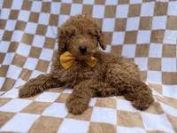 Moose, a male Poodle - Miniature  for sale in Lakeland, FL – 6 of 9