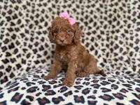 Macey, a female Cockapoo and Poodle - Miniature  for sale in Lakeland, FL – 7 of 8