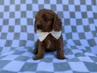 Nash, a male Cavalier King Charles Spaniel and Poodle - Miniature  for sale in Lakeland, FL – Photo 7 of 8