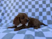 Nash, a male Cavalier King Charles Spaniel and Poodle - Miniature  for sale in Lakeland, FL – Photo 4 of 8