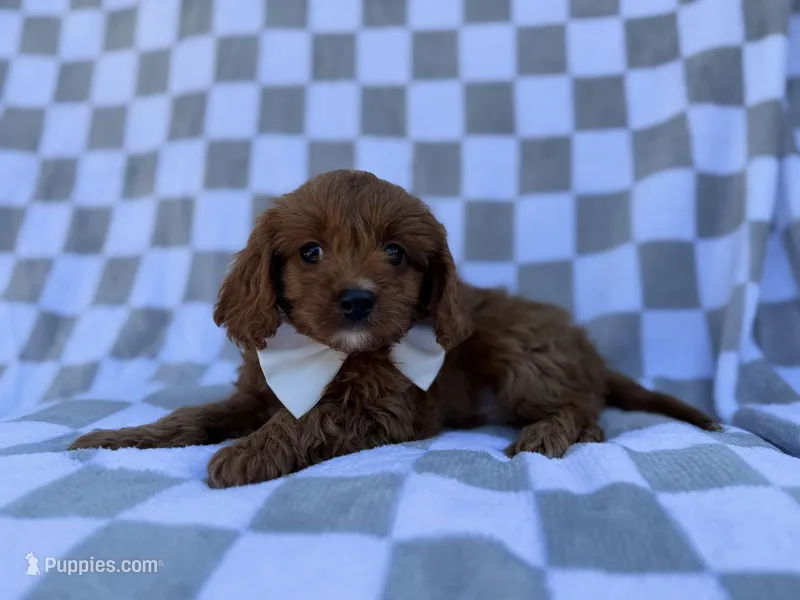 Nash – Cavalier King Charles Spaniel, Poodle - Miniature  puppy for sale in Lakeland, FL