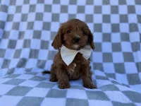 Nash, a male Cavalier King Charles Spaniel and Poodle - Miniature  for sale in Lakeland, FL – Photo 2 of 8
