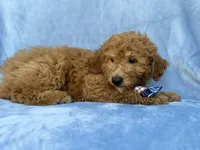 Dash, a male Miniature Goldendoodle for sale in Lakeland, FL – 7 of 9