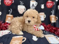 Zane, a male Poochon for sale in Lakeland, FL – Photo 6 of 8