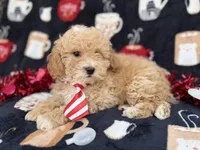 Zane, a male Poochon for sale in Lakeland, FL – Photo 8 of 8