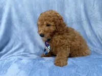 Dash, a male Miniature Goldendoodle for sale in Lakeland, FL – 9 of 9