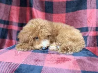 Peter, a male Cockapoo for sale in Lakeland, FL – 8 of 9