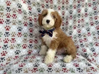 Cash, a male Cavapoo for sale in Lakeland, FL – 5 of 10