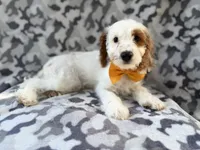 Trent, a male Cockapoo for sale in Lakeland, FL – 3 of 9