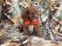 Lucky, a male Cavapoo for sale in Lakeland, FL – 8 of 9