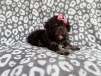 Sloan, a female Cockapoo for sale in Lakeland, FL – 6 of 10