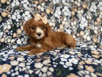 Miley, a female Cockapoo and Poodle - Miniature  for sale in Lakeland, FL – 1 of 8