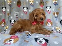 Meeko, a male Cavapoo for sale in Lakeland, FL – 3 of 9