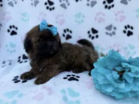 Stormy, a female Shihpoo for sale in Lakeland, FL – Photo 5 of 8