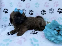 Stormy, a female Shihpoo for sale in Lakeland, FL – Photo 6 of 8