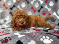Smokey, a male Miniature Goldendoodle for sale in Lakeland, FL – 6 of 8