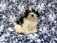 Darlin, a female Shihpoo for sale in Lakeland, FL – 5 of 8