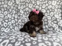 Sloan, a female Cockapoo for sale in Lakeland, FL – 10 of 10