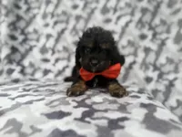 Danny, a male Cavalier King Charles Spaniel and Poodle - Miniature  for sale in Lakeland, FL – 2 of 9
