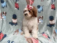 Ember, a female Cavapoo for sale in Lakeland, FL – 5 of 9