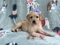 Brylynn, a female Goldendoodle and Golden Retriever for sale in Lakeland, FL – Photo 4 of 9